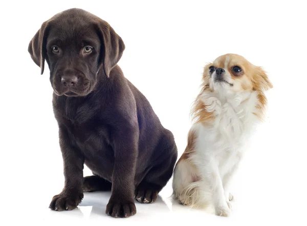 Labrador Retriever und Chihuahua — Stockfoto