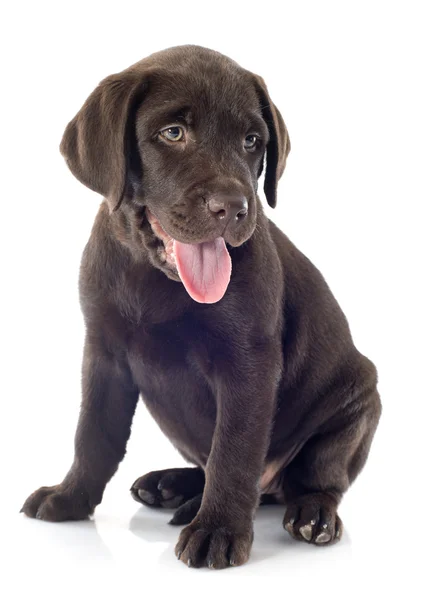 Puppy labrador retriever — Stock Photo, Image