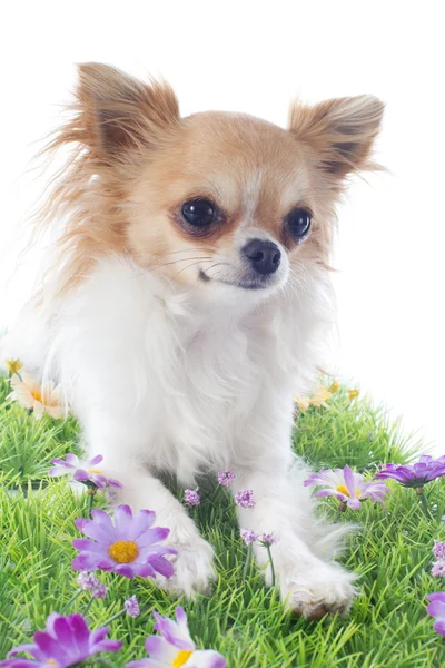 Chihuahua — Stockfoto