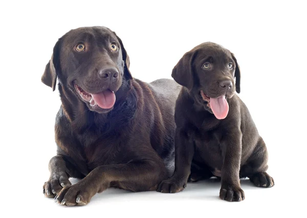Labrador retriever, adulto y cachorro — Foto de Stock