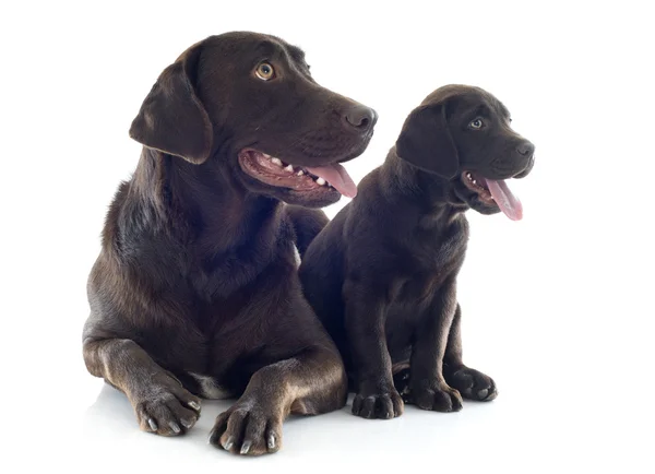 Labrador geri almak, Yetişkin ve köpek yavrusu — Stok fotoğraf
