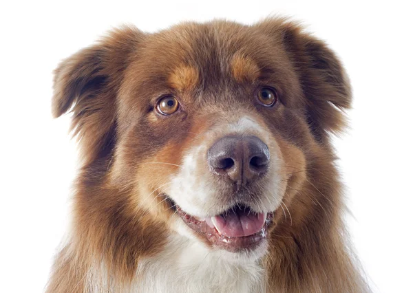 Australian shepherd — Stock Photo, Image