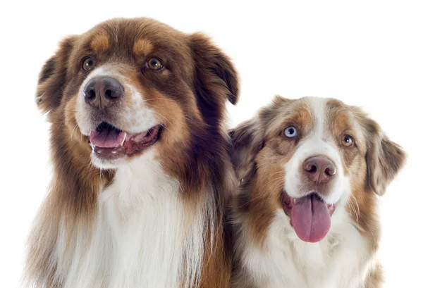 Australian shepherds — Stock Photo, Image