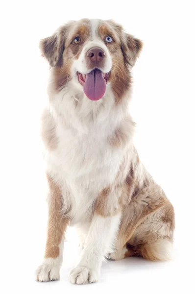 Australian shepherd — Stock Photo, Image