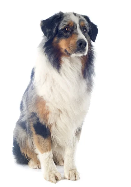 Australian shepherd — Stock Photo, Image