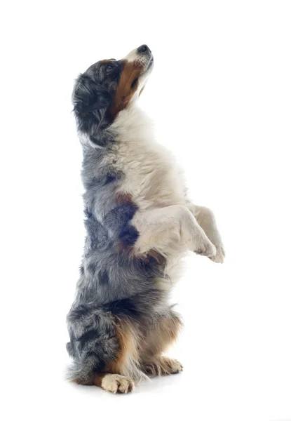 Australian shepherd upright — Stock Photo, Image