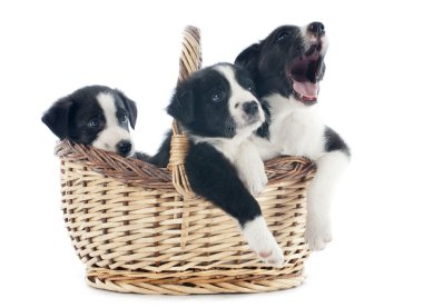 puppies border collies clipart