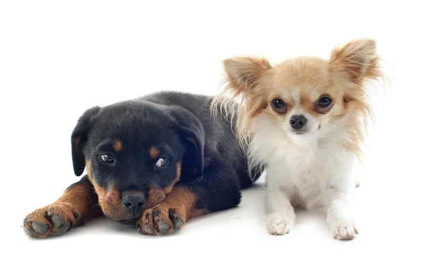 Chihuahua och valp rottweiler — Stockfoto