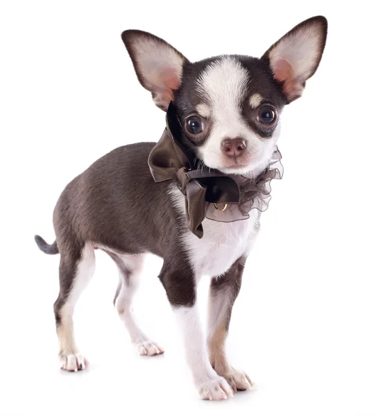 Szczeniak chihuahua — Zdjęcie stockowe