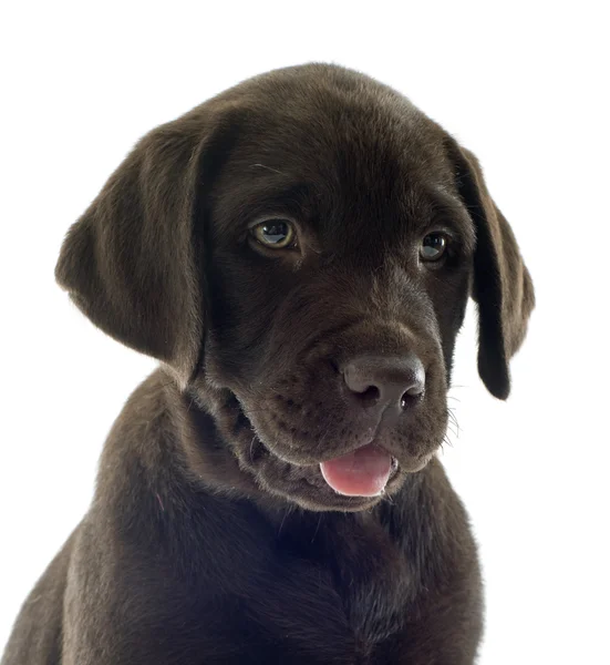 Chiot Labrador retriever — Photo