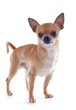erkek chihuahua