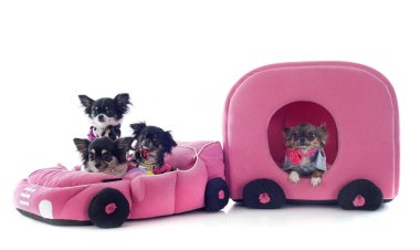 Chihuahuas araba