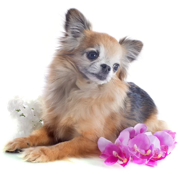 Senior-Chihuahua — Stockfoto
