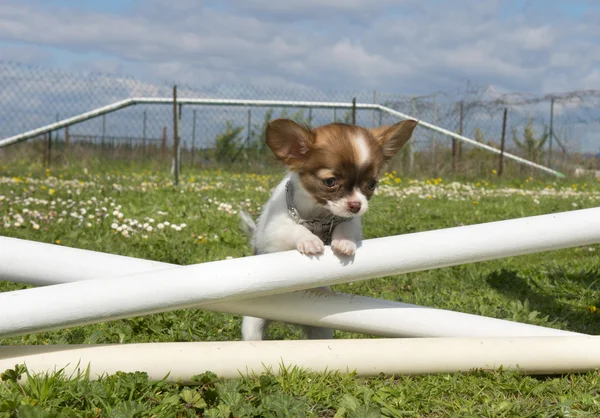 Jumping puppy — Stock Photo, Image