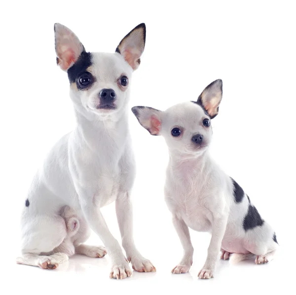 Cachorro e chihuahua adulto — Fotografia de Stock