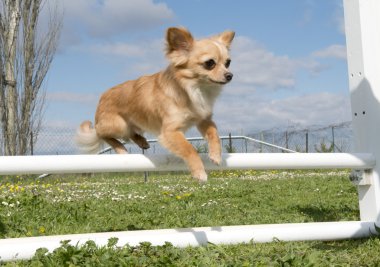 Chihuahua atlama