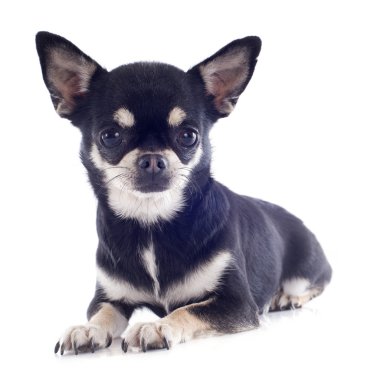 kısa saç chihuahua