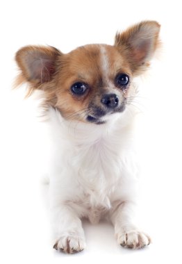 köpek chihuahua