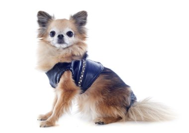 giyinik chihuahua