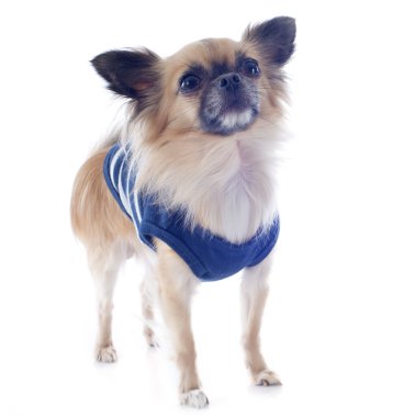 Yetişkin chihuahua