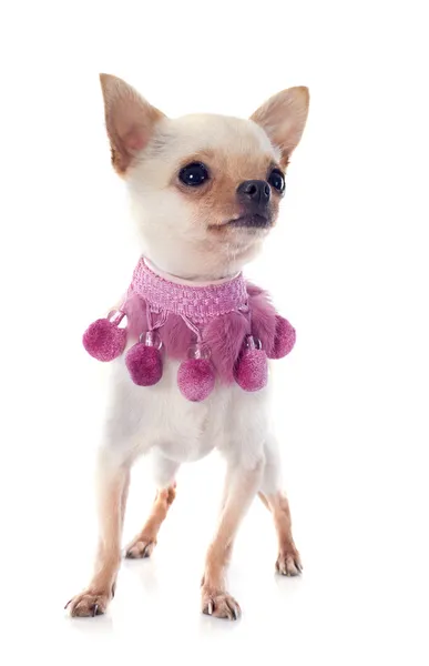 Puppy chihuahua and pink collar — Stock Photo, Image