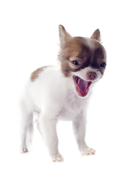 Chihuahua de cachorro latindo — Fotografia de Stock
