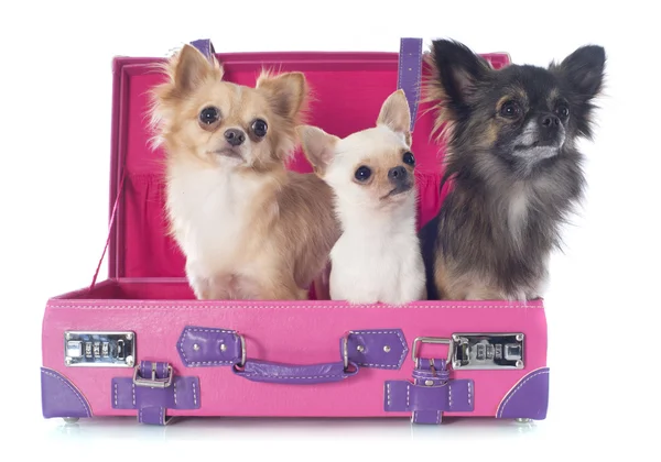 Chihuahuas in suitcase — Stock Photo, Image