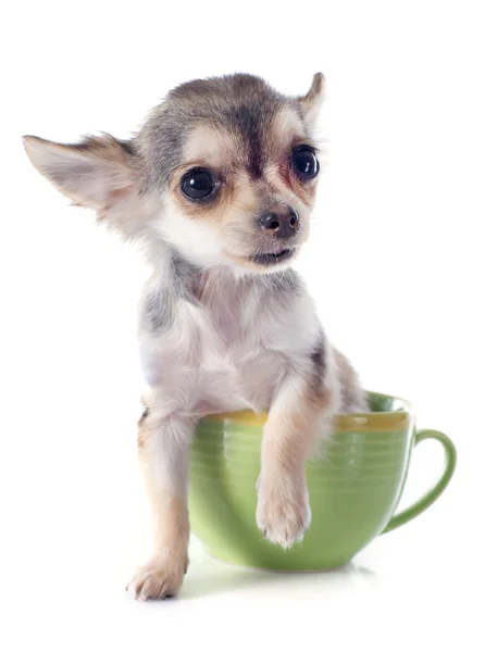 Chihuahua filhote de cachorro em um copo — Fotografia de Stock