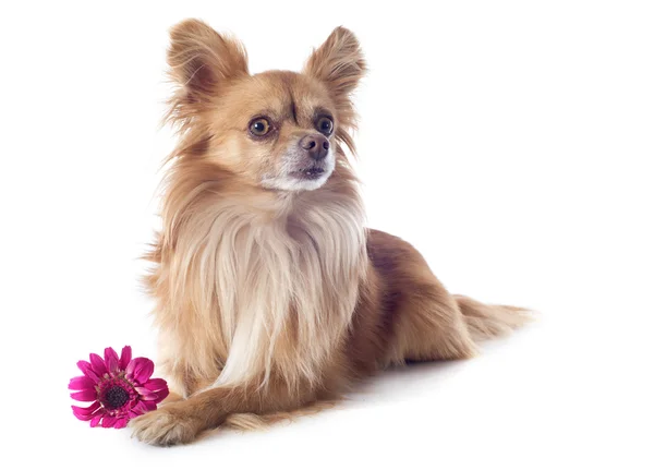 Chihuahua och blomma — Stockfoto