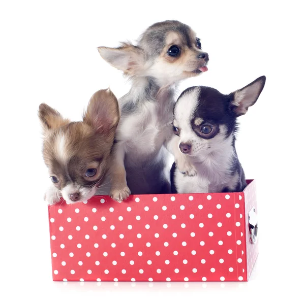 Puppies in box — Stock Photo, Image