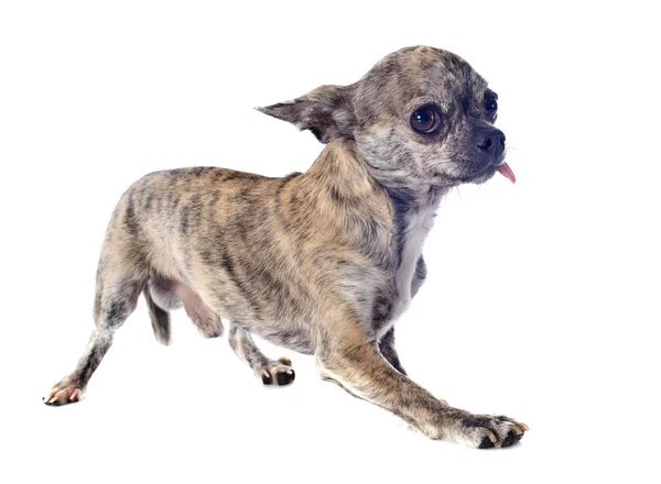 Chihuahua miedo — Foto de Stock