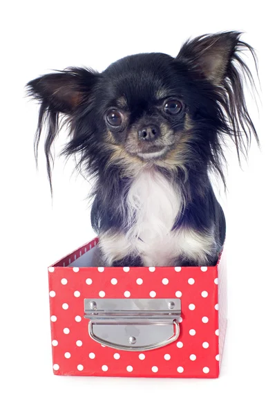 Chihuahua in scatola — Foto Stock