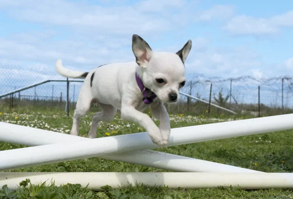 Jumping chihuahua — Stock Photo, Image