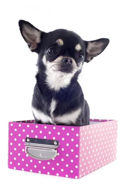 Chihuahua in box — Stock Photo, Image
