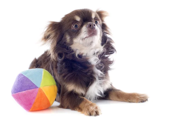 Chihuahua a míček — Stock fotografie