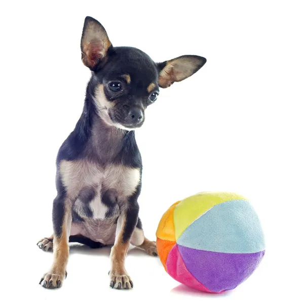 Chihuahua filhote de cachorro e bola — Fotografia de Stock