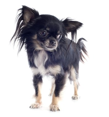 köpek chihuahua