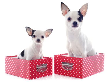 iki chihuahuas