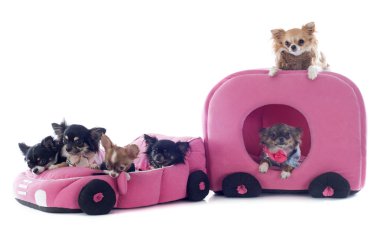Chihuahuas araba