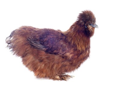 young Silkie clipart