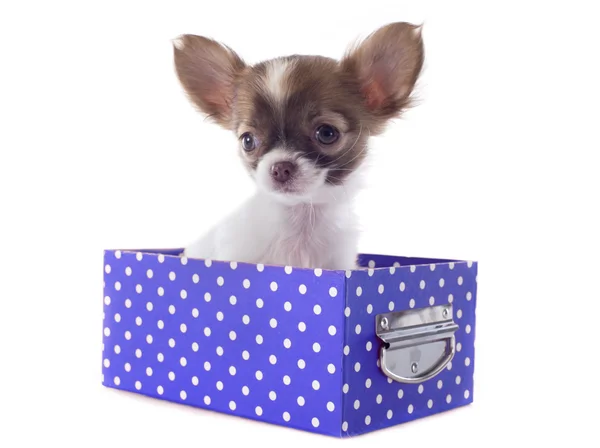 Chihuahua kutusunda — Stok fotoğraf