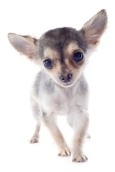 Szczeniak chihuahua — Zdjęcie stockowe