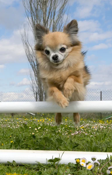 Hoppande chihuahua — Stockfoto