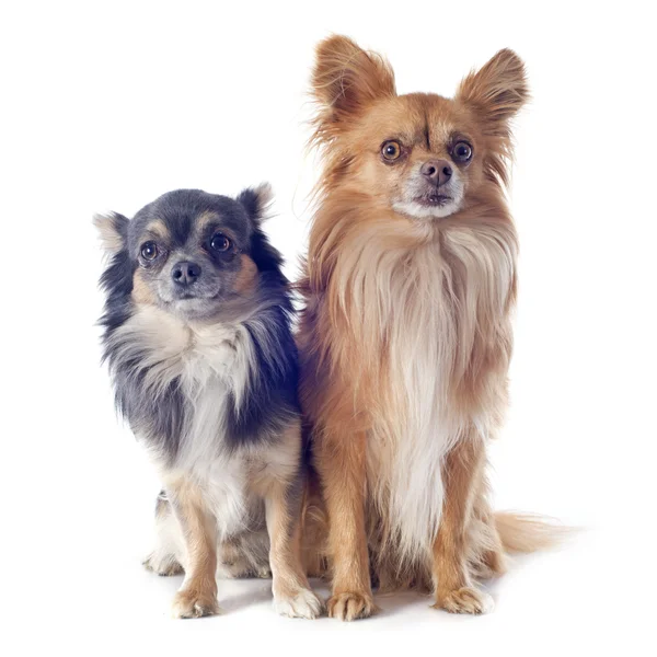 Chihuahuas — Stockfoto