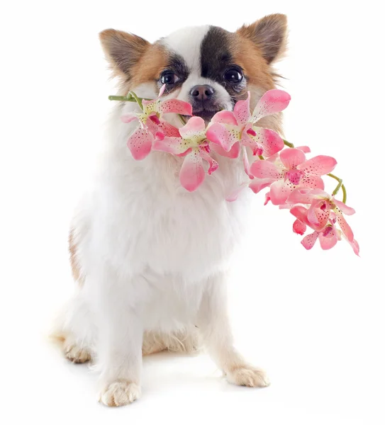 Valp chihuahua och blomma — Stockfoto