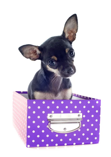 Chihuahua im Karton — Stockfoto