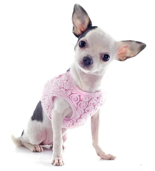 Puppy chihuahua — Stockfoto