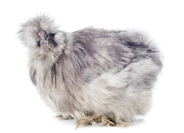 Young Silkie — Stock Photo, Image