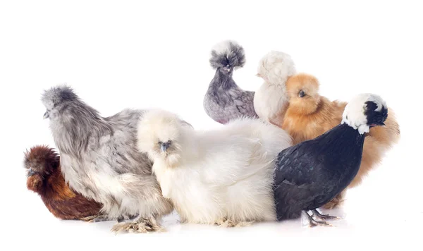 Jóvenes Silkies y holandesa bantam — Foto de Stock