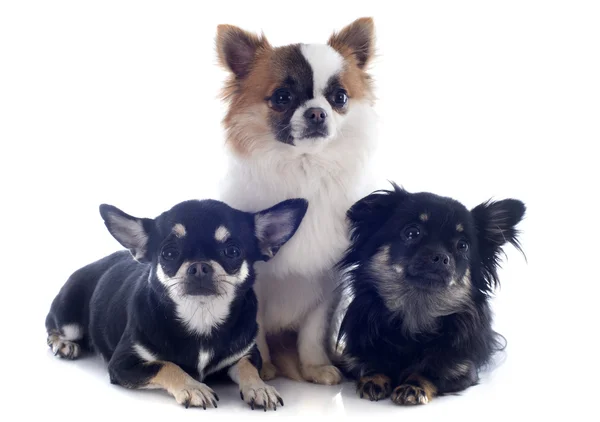Tres Chihuahua — Foto de Stock